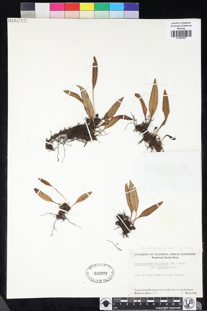 Elaphoglossum conforme image