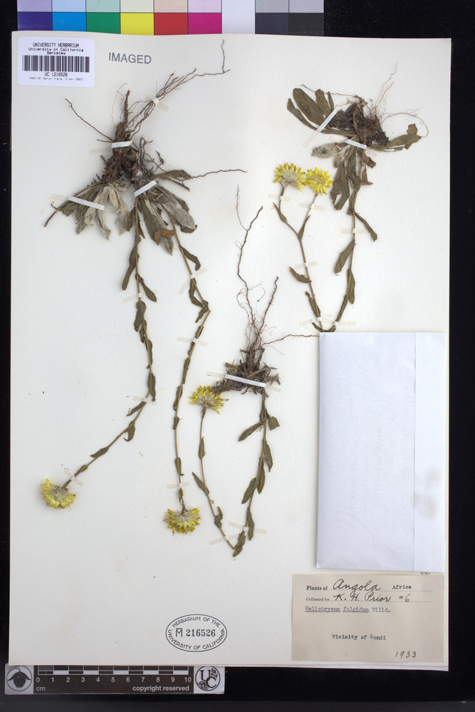 Helichrysum aureum var. aureum image