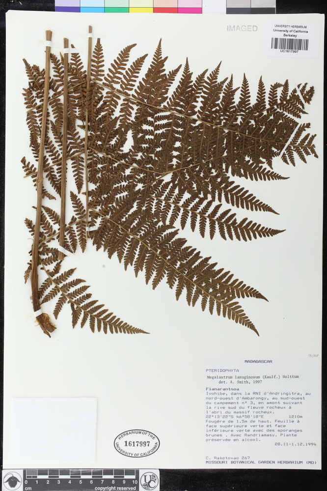 Megalastrum lanuginosum image