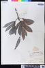 Image of Agapetes macrantha