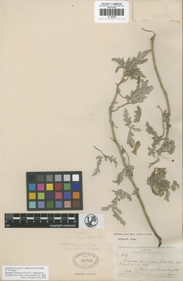 Ambrosia nivea image