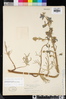 Delphinium parryi subsp. blochmaniae image