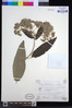 Gymnanthemum auriculiferum image