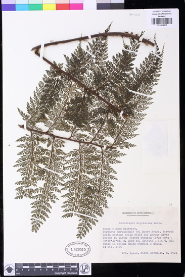 Asplenium nigrescens image