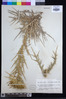 Image of Carthamus rhiphaeus