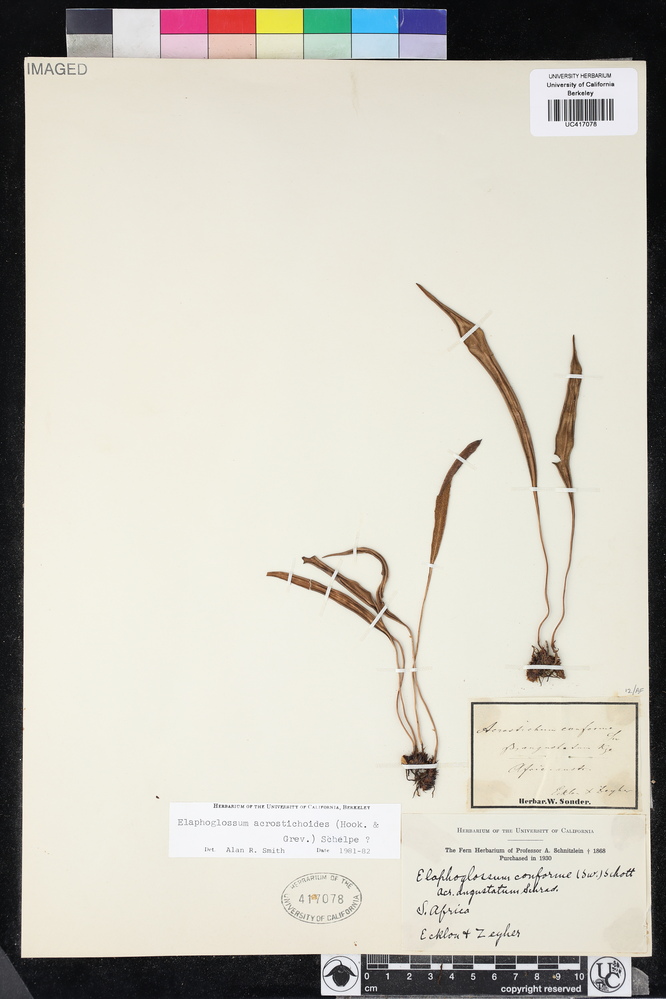 Elaphoglossum acrostichoides image