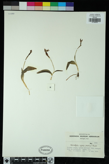 Aporostylis bifolia image