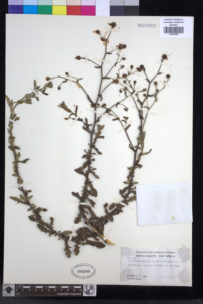 Dichrocephala chrysanthemifolia image