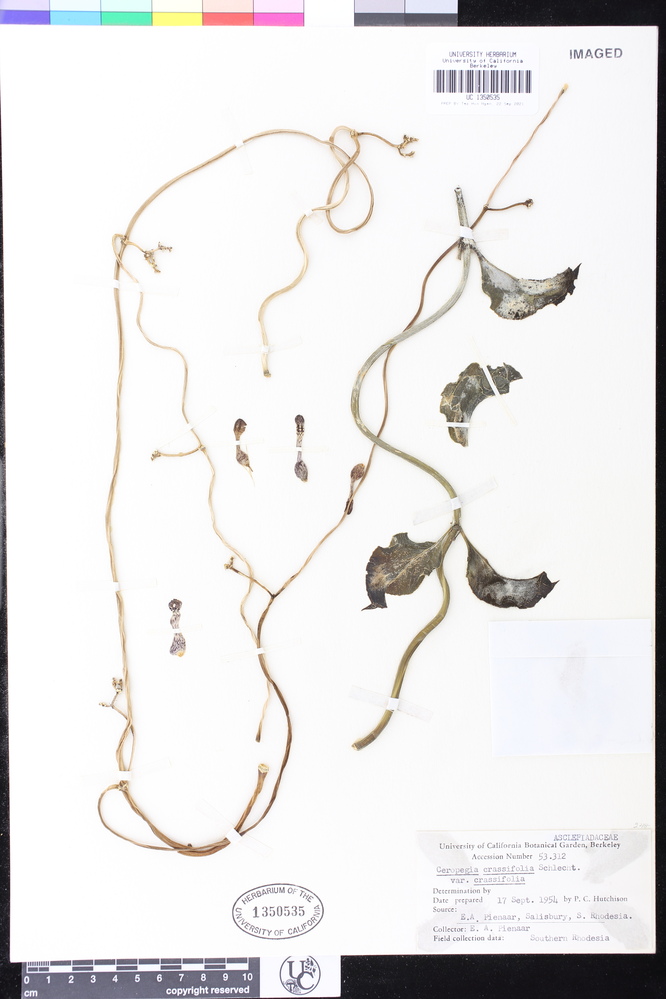 Ceropegia crassifolia image