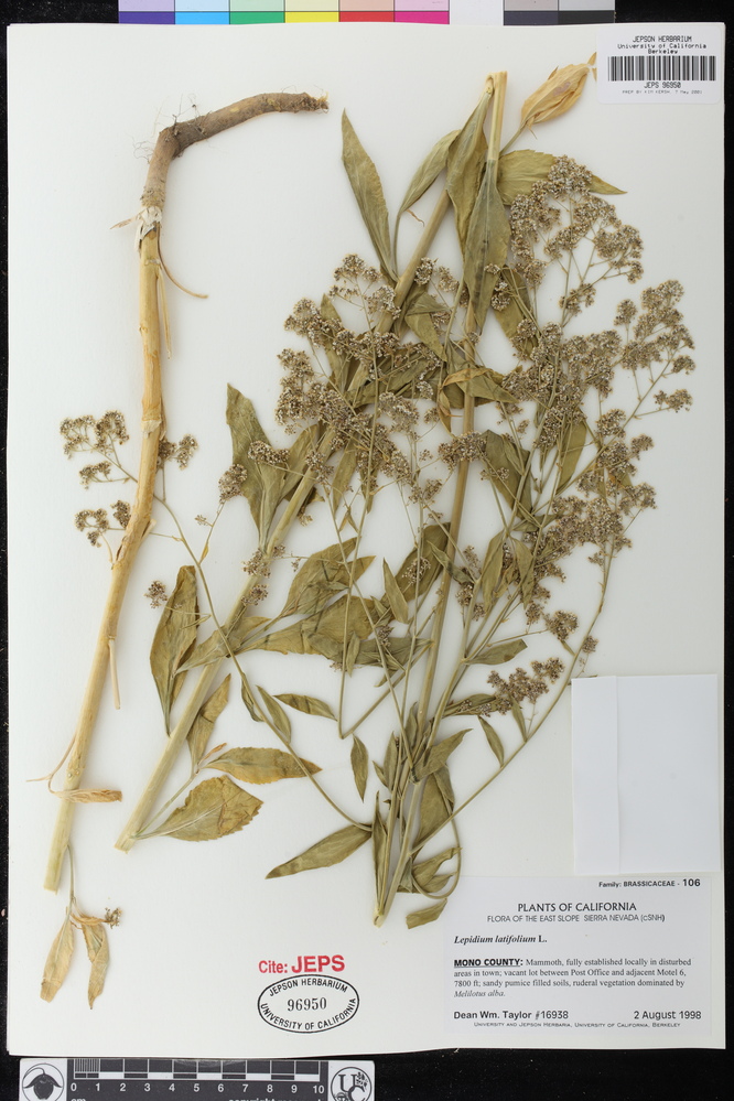 Lepidium latifolium image