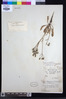 Crepis vesicaria subsp. taraxacifolia image