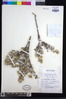 Macledium spinosum image