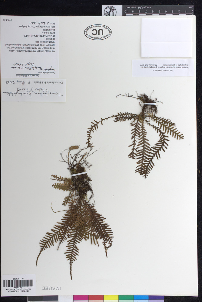 Tomophyllum brachyphlebium image