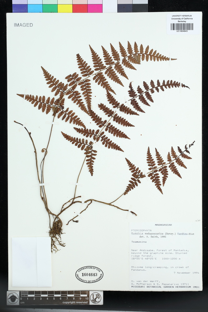 Rumohra madagascarica image