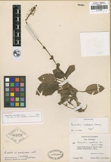 Cranichis callifera image