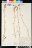 Delphinium parishii subsp. parishii image