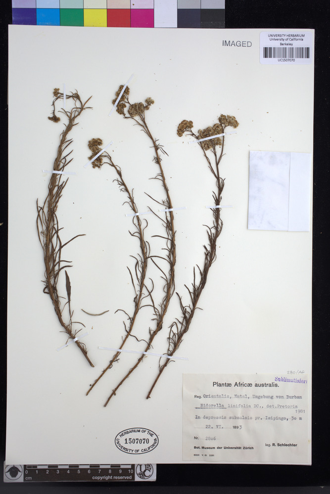 Nidorella linifolia image