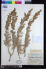 Artemisia arborescens image