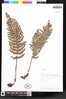 Polystichum cochleatum image