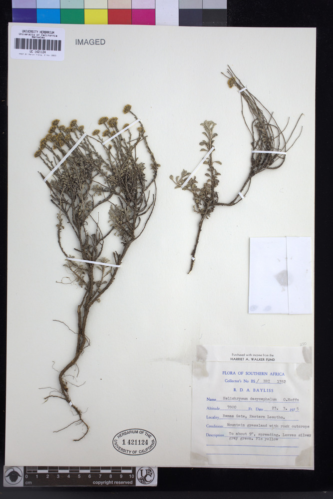 Helichrysum dasycephalum image