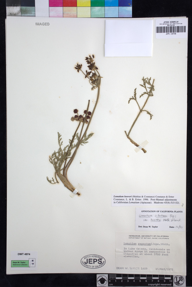 Lomatium hooveri image