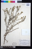 Athrixia rosmarinifolia image