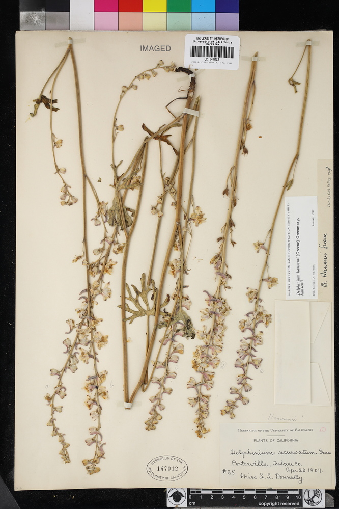 Delphinium hansenii subsp. kernense image