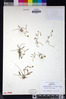 Ranunculus flammula image
