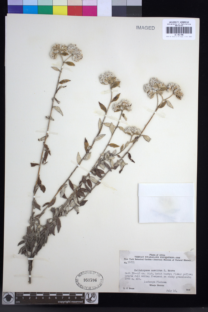 Helichrysum sordidum image