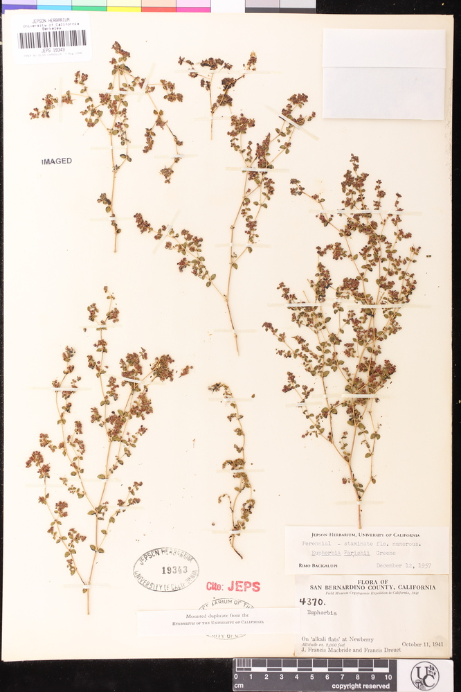 Euphorbia parishii image