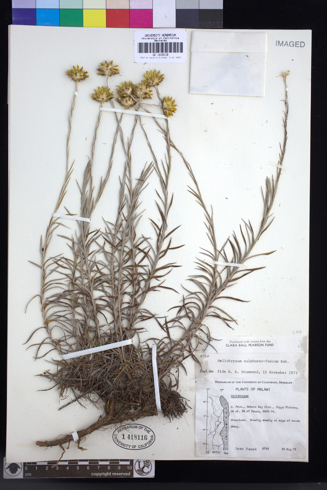 Helichrysum sulfureofuscum image