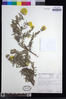 Helichrysum splendidum image