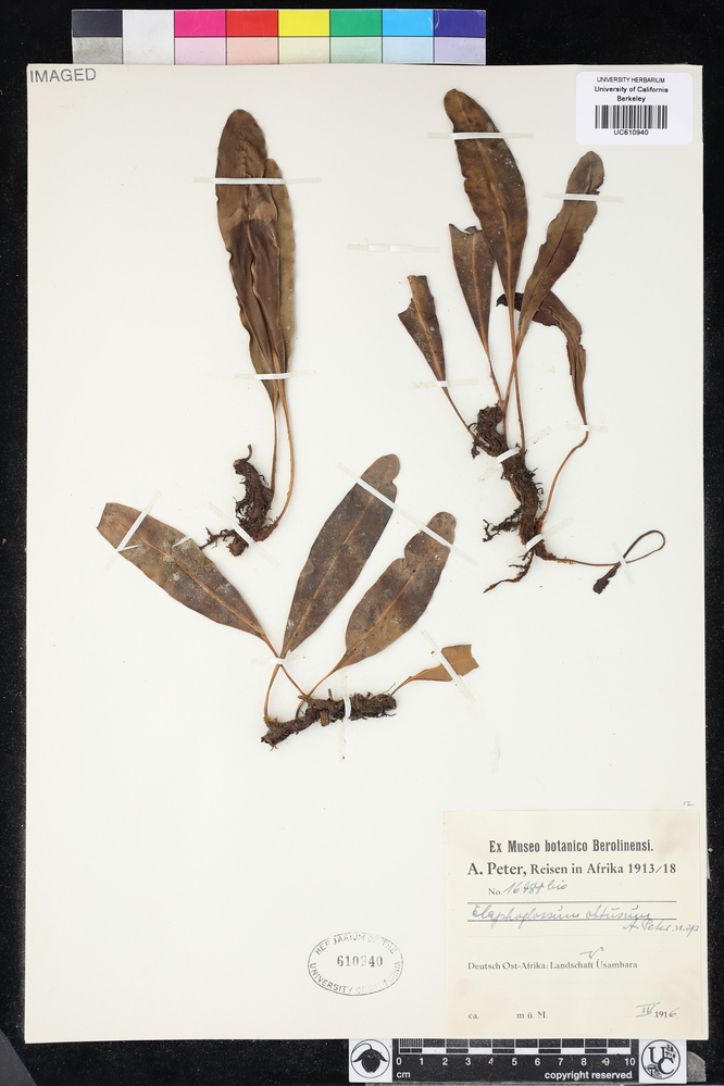 Elaphoglossum obtusum image