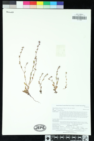 Plagiobothrys torreyi var. torreyi image