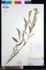 Vernonia calyculata image