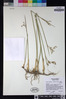 Juncus balticus image