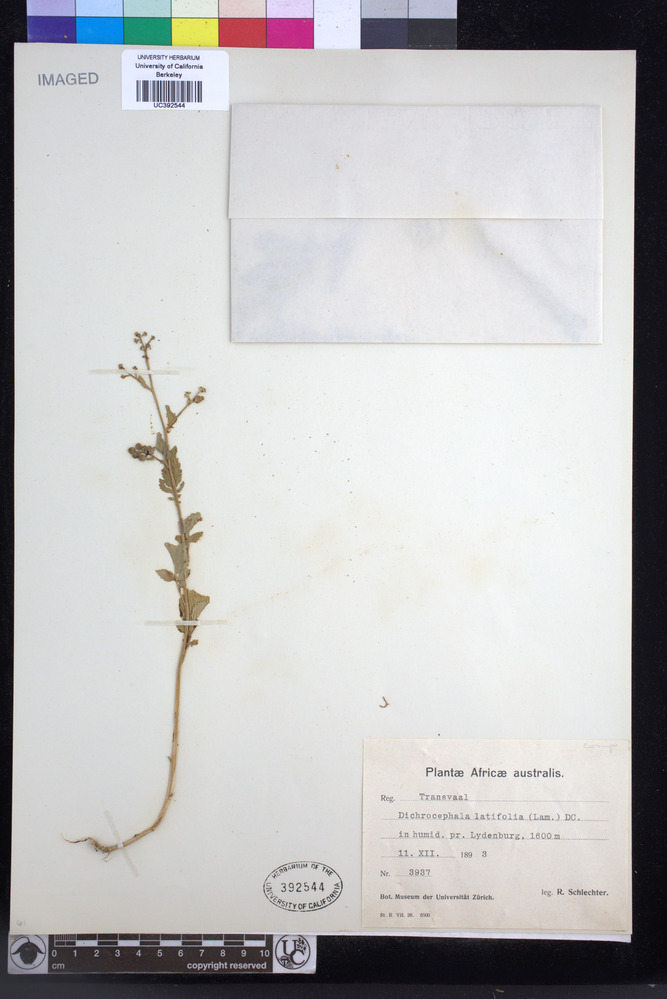 Dichrocephala integrifolia subsp. integrifolia image