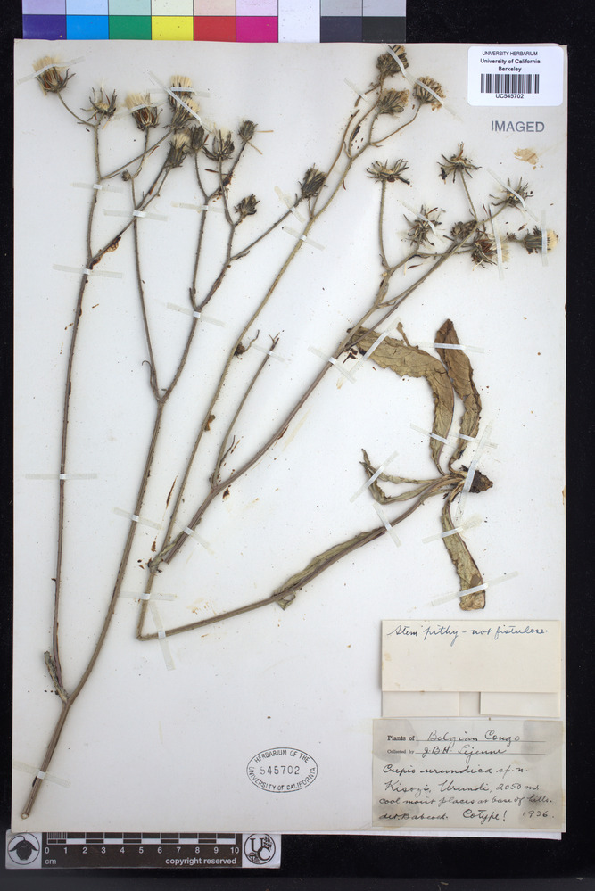 Crepis urundica image