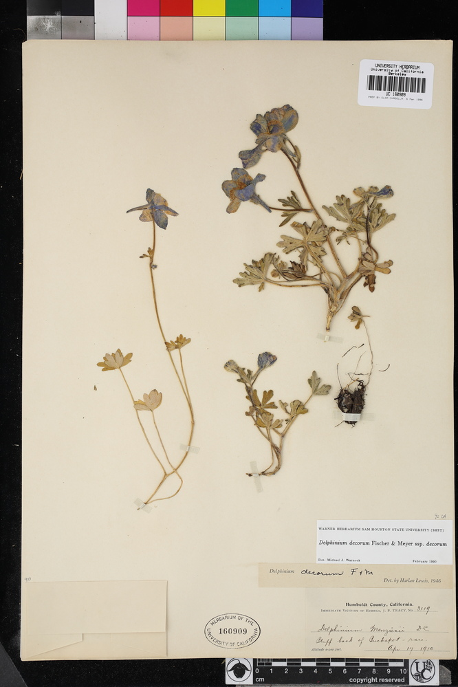 Delphinium decorum subsp. decorum image