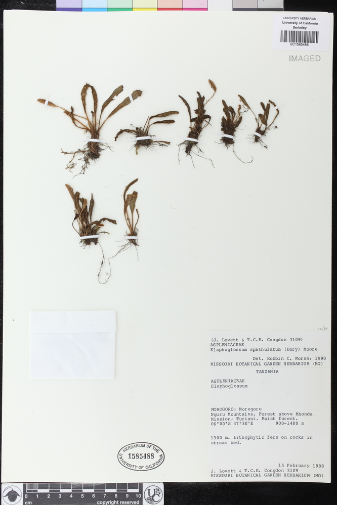 Elaphoglossum spathulatum image