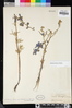 Delphinium parryi image