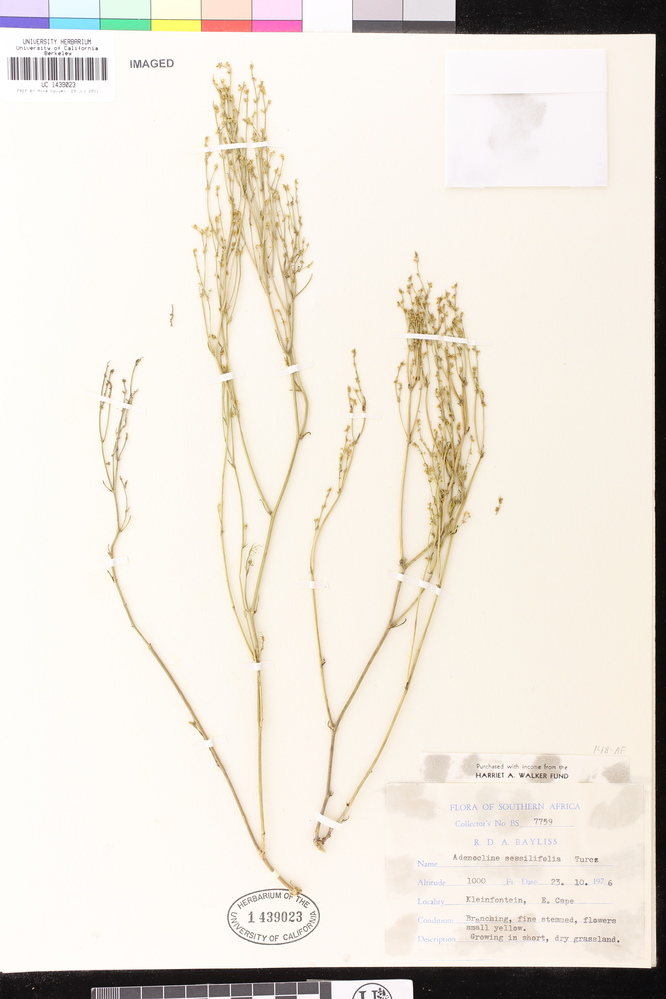 Adenocline pauciflora var. sessilifolia image