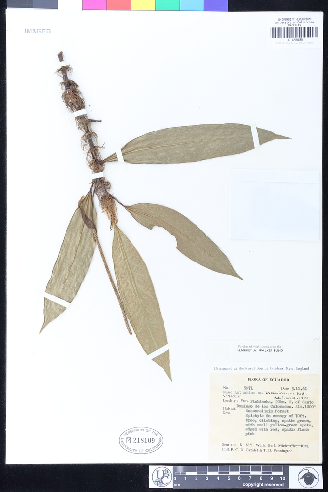 Anthurium laciniosum image