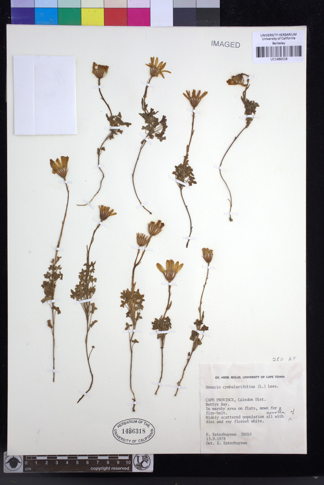 Senecio hastifolius image