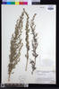 Artemisia afra image