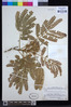 Albizia adianthifolia image