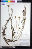 Crassocephalum picridifolium image