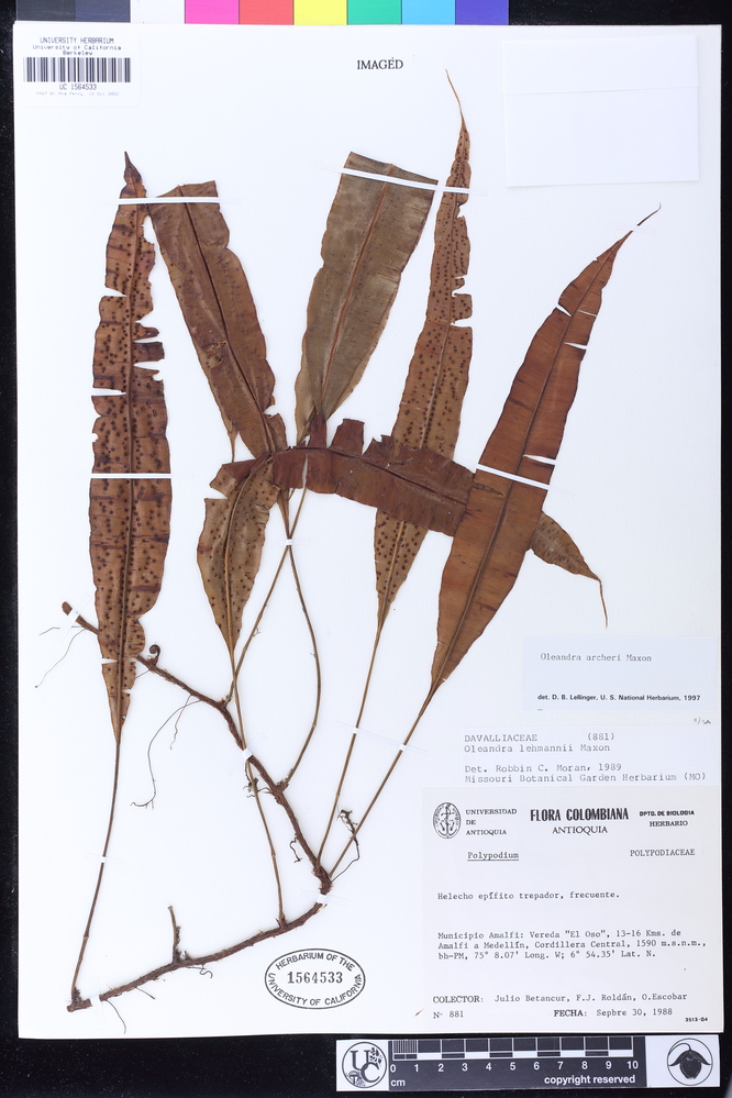 Oleandra costaricensis image