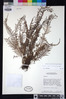Ceradenia capillaris image