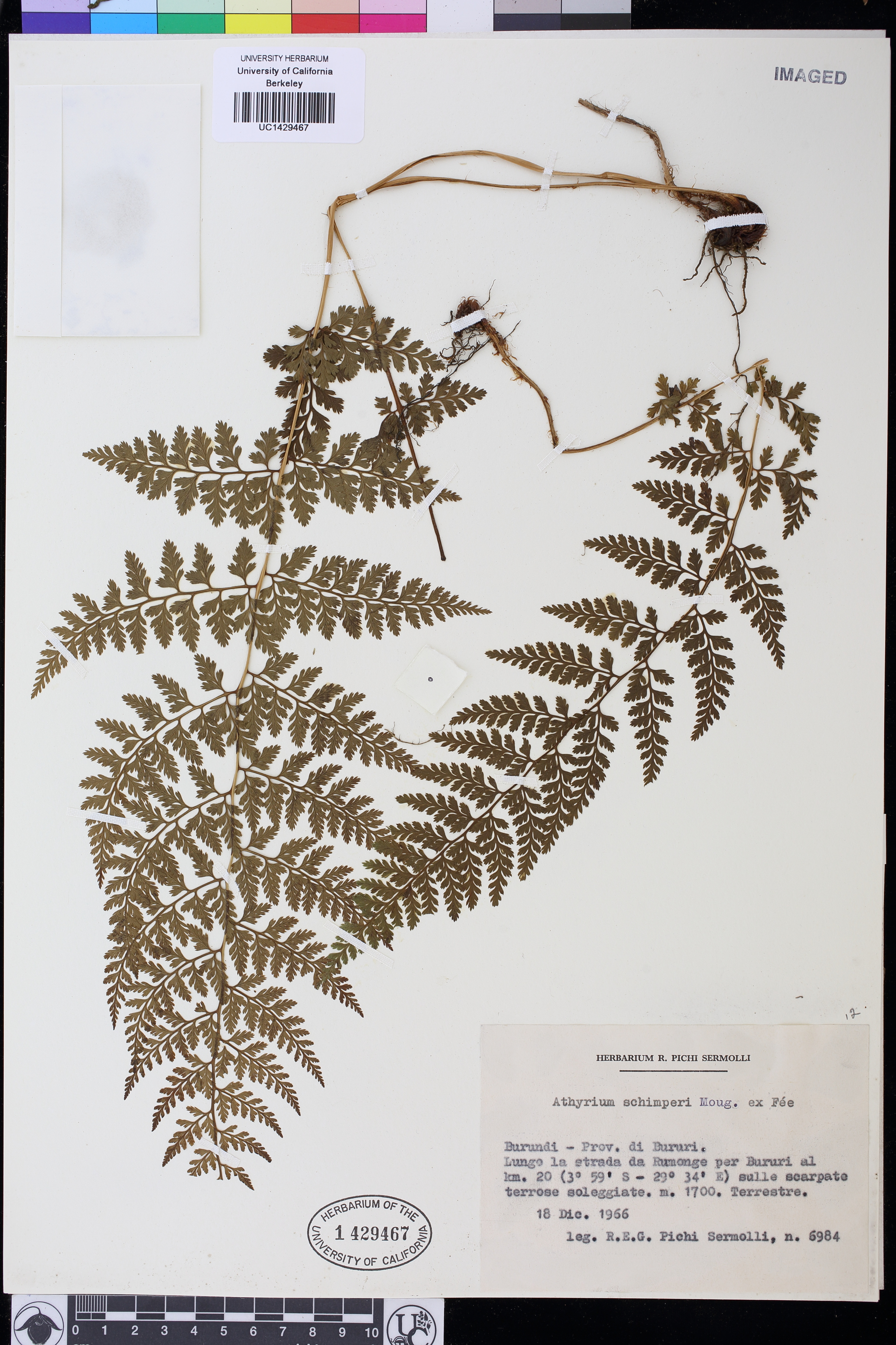 Athyrium schimperi image